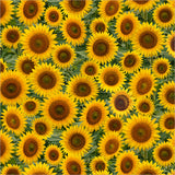 55884D-1-1-015Ud00000HNn4gIAD.jpg